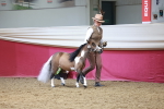 Class 110 - IH  Minature Horse portfolio
