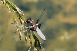 Broad Bodied Chaser