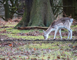 Fallow Deer