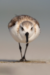 Close front view of Sanderling, Fort De Soto, Florida