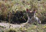 Black-backed Jackal - cub