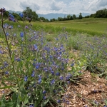 Summer forget-me-not (Anchusa azurea) 