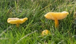 Golden Waxcap