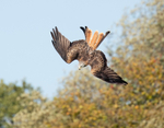 Red Kite - Milvus Milvus