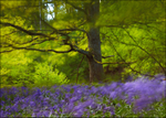 Bluebell Blur