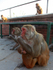 Macaque Monkeys in Katmandu in nepal_0012