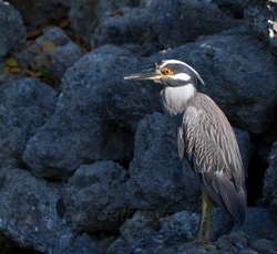 Birds 108