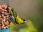 Siskin portfolio