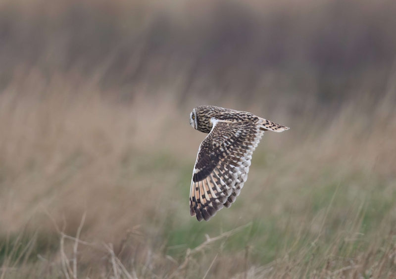 Short Eared Owl