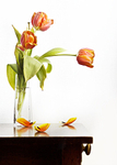 Red tulips, brown table