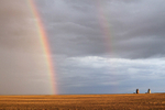 9 Saskatchewan
