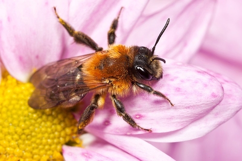 [i]Andrena nitida[/i] (=[i]pubescens[/i]), female. Warwickshire, May 2012.