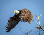 Taking Flight