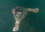 Grey Seal - Halichoerus grypus