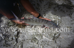 Bonefish Release.