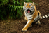 Amur Tiger - Tatana