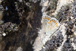 Silver Studded Blue