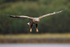 Sea Eagle gliding in rain, Flatanger, Norway