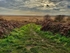 Westwood Marshes ~ Suffolk