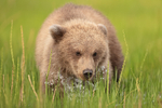 Grizzly Bear cub close splashing, Lake Clark National Park, Alaska