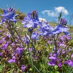 Orsini's speedwell (Veronica orsiniana). growing with basil thyme (Acinos arvensis)