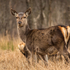 Red Deer