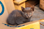 Cat domestic-904