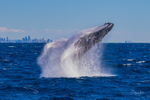 Humpback Breach into the wind 7. 0A3A2693