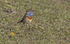 Male Bluethroat