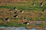 Lapwings