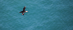 Puffin
