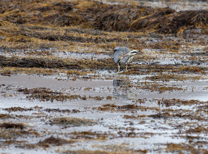 Grey Heron - Isle of Mull - Scotland