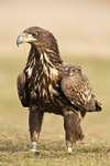 White-tailed Eagle  (juv)