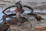 Primeval feast - Northern Giant Petrel