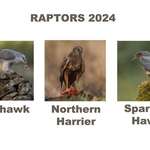 Bronze-Charlie Kidd-Raptors 
