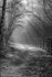 Down the Sunlit Path