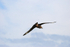 Great Skua