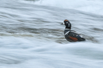 Harlequin Duck (drake), River Laxa, Iceland