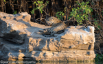 Jaguar at the sunset