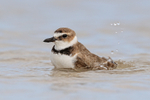 Wilson's Plover splashes while bathing, Fort De Soto Park, Florida