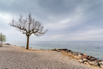 The Tree