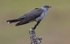 Male Cuckoo
