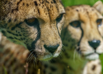 Big Cats-6