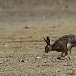 Brown Hare (Lepus europaeus)