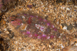 Phrynorhombus norvegicus