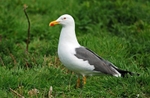 Lesser Black-backed Gull