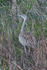 Black-bellied Bustard (female) in long grass