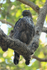 Changeable Hawk-Eagle in tree, Bandhavgarh Tiger Reserve, India