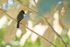Dusky-capped Flycatcher, Osa Peninsula, Costa Rica