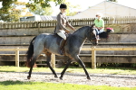 S2 - TSR Ridden Pony Showing portfolio